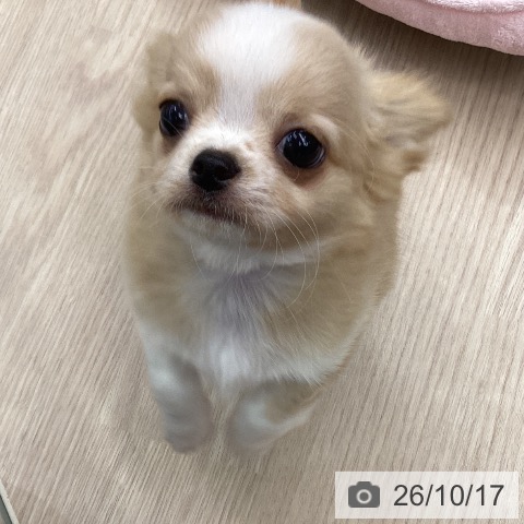 チワワの写真