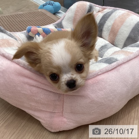 チワワの写真