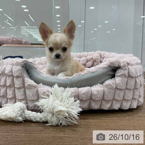 埼玉県のチワワ(ロング) (ペッツワン 吉川美南店/2026年8月14日生まれ/男の子/クリームホワイト)の子犬の4枚目の画像