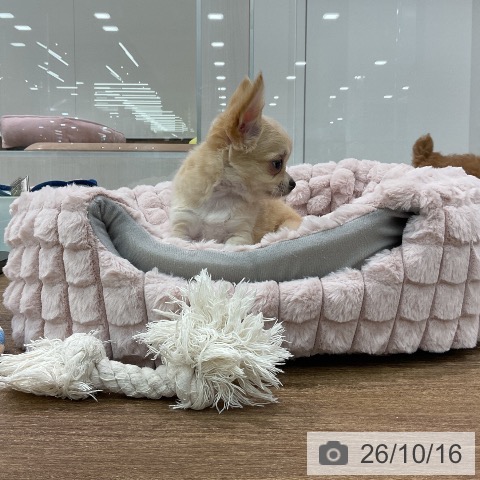 埼玉県のチワワ(ロング) (ペッツワン 吉川美南店/2026年8月14日生まれ/男の子/クリームホワイト)の子犬の3枚目の画像