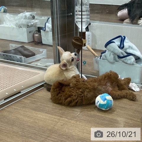 埼玉県のチワワ(ロング) (ペッツワン 吉川美南店/2026年8月14日生まれ/男の子/クリームホワイト)の子犬の3枚目の画像