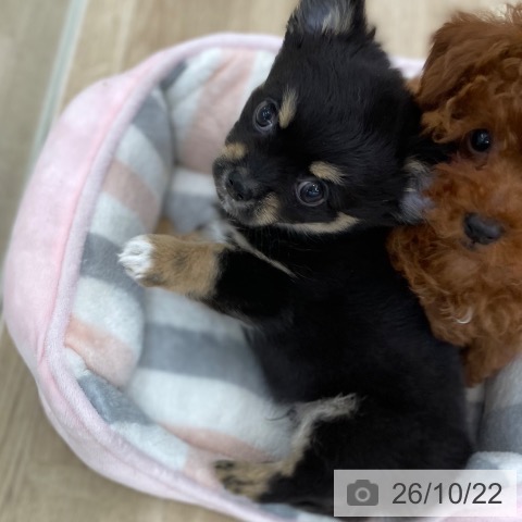 山梨県のチワワ(ロング) (ペットプラス 甲府国母店/2026年8月16日生まれ/男の子/ブラックタンホワイト)の子犬の4枚目の画像