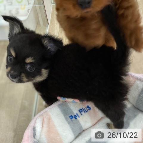 山梨県のチワワ(ロング) (ペットプラス 甲府国母店/2026年8月16日生まれ/男の子/ブラックタンホワイト)の子犬の3枚目の画像