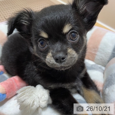 山梨県のチワワ(ロング) (ペットプラス 甲府昭和店/2026年8月16日生まれ/男の子/ブラックタン)の子犬の3枚目の画像