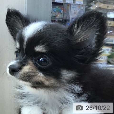 チワワの写真