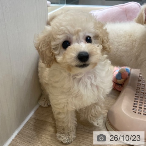 神奈川県のトイプードル(トイ) (ペットプラス テラスモール湘南店/2026年8月19日生まれ/女の子/クリーム)の子犬の3枚目の画像