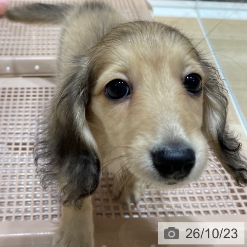 ミニチュア・ダックスフンドの写真