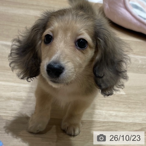 ミニチュア・ダックスフンドの写真