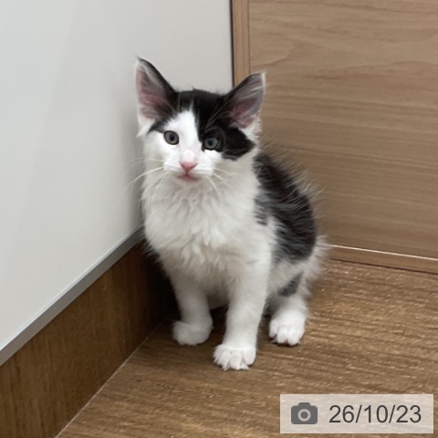 ノルウェージャンフォレストキャットの写真