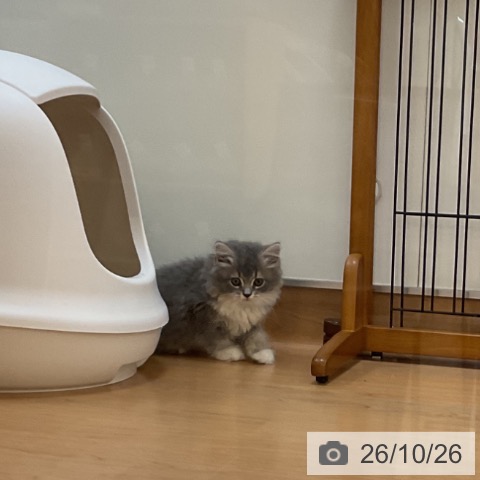 サイベリアンの写真