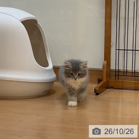 サイベリアンの写真