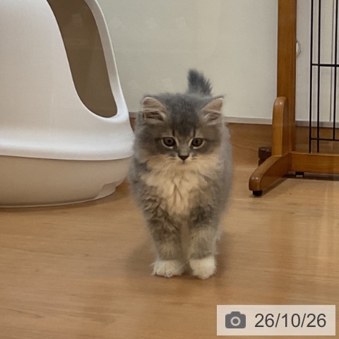サイベリアンの写真