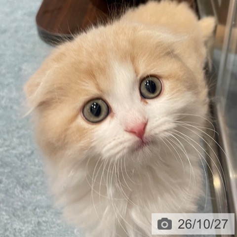 埼玉県のスコティッシュフォールド (ペットプラス コクーンシティ店/2026年8月21日生まれ/女の子/クリームタビーホワイト)の子猫の3枚目の画像