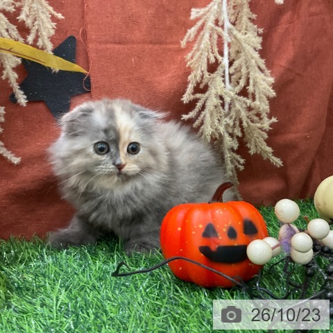 スコティッシュフォールドの写真