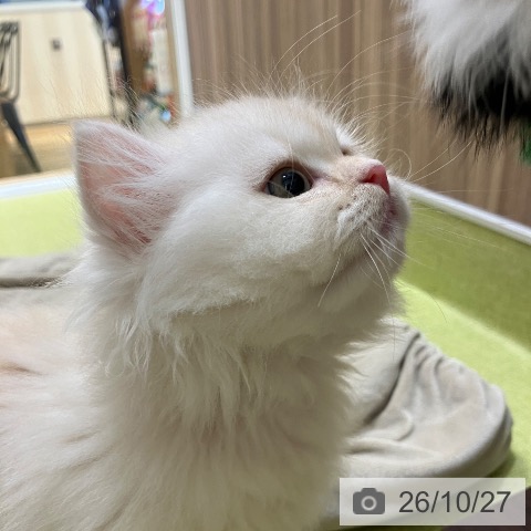埼玉県のスコティッシュフォールド (ペットプラス 八潮店/2026年8月20日生まれ/女の子/クリームタビーホワイト)の子猫の3枚目の画像