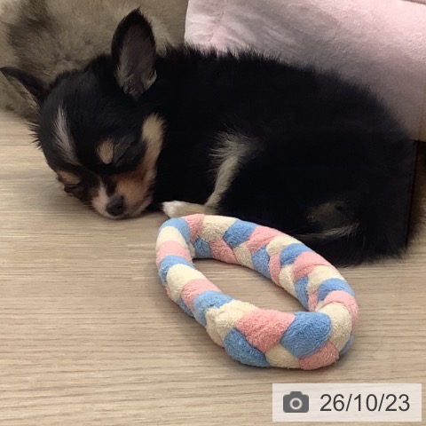 チワワの写真