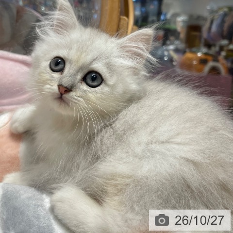 埼玉県のペルシャ (ペットプラス コクーンシティ店/2026年8月15日生まれ/男の子/チンチラシルバー)の子猫の3枚目の画像