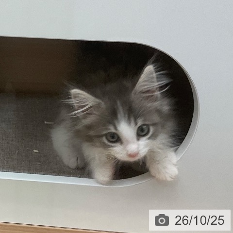 ノルウェージャンフォレストキャットの写真