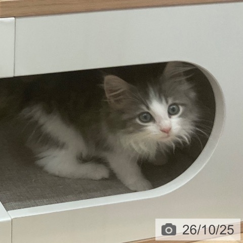 ノルウェージャンフォレストキャットの写真