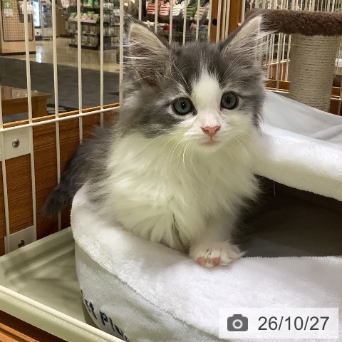 ノルウェージャンフォレストキャットの写真
