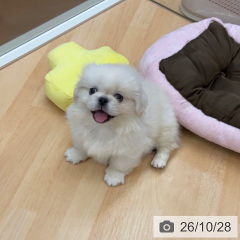 ペキニーズの写真