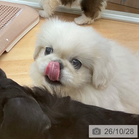 ペキニーズの写真