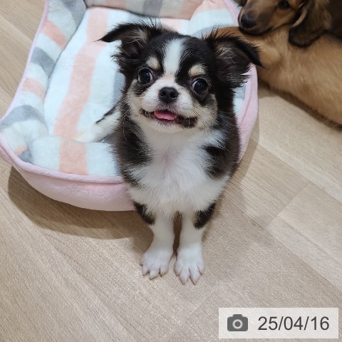 チワワの写真