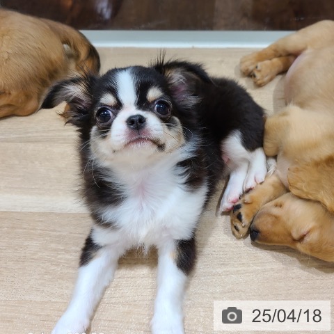 チワワの写真
