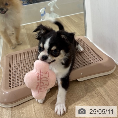 チワワの写真