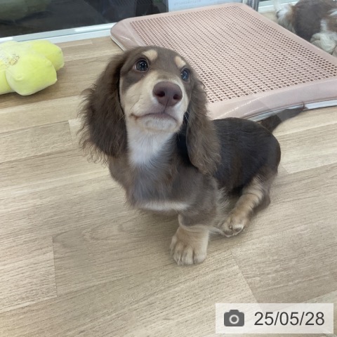ミニチュア・ダックスフンドの写真