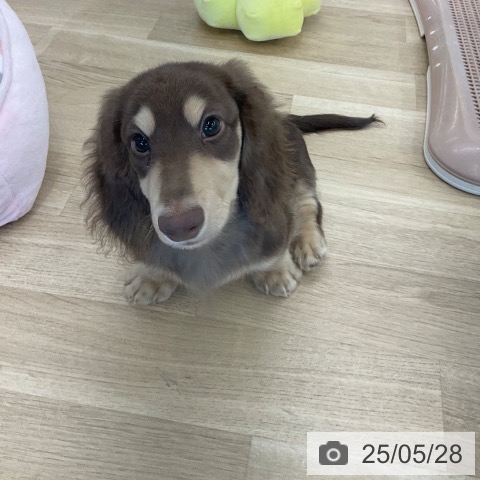 ミニチュア・ダックスフンドの写真