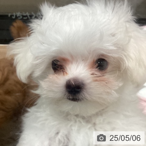 マルチーズの写真