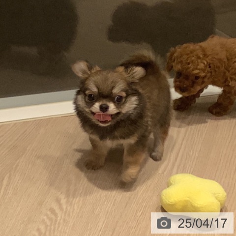 チワワの写真