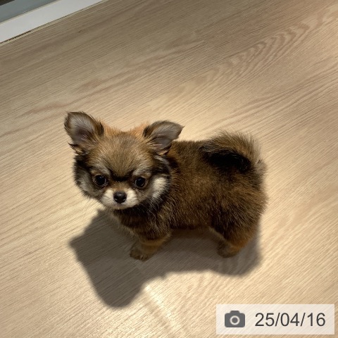 チワワの写真