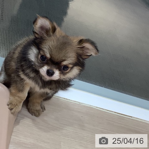 チワワの写真