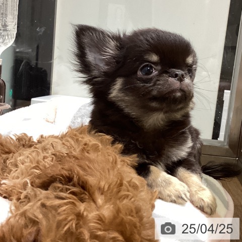 チワワの写真
