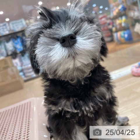 ミニチュア・シュナウザーの写真