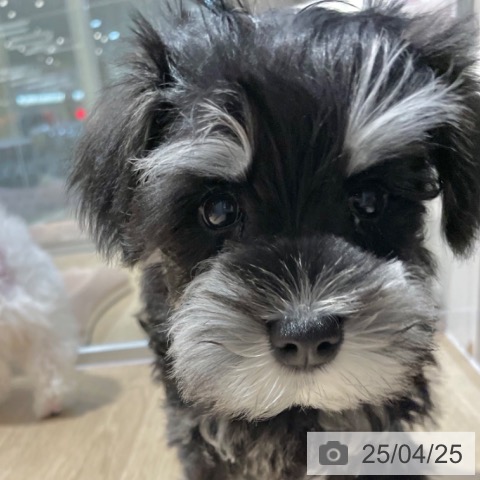 ミニチュア・シュナウザーの写真