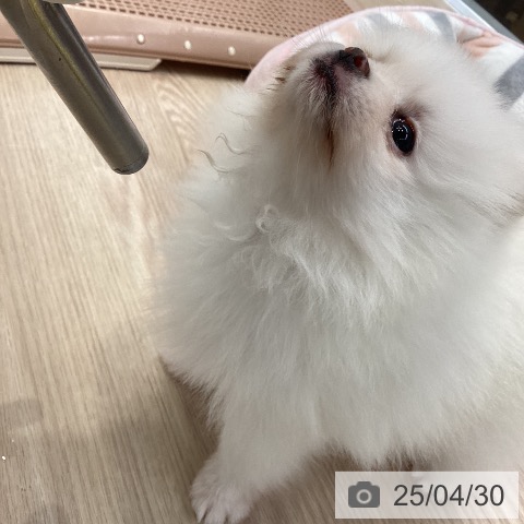 ポメラニアンの写真