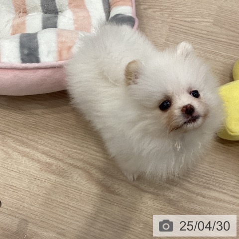ポメラニアンの写真