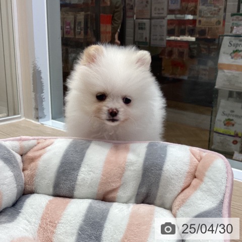 ポメラニアンの写真
