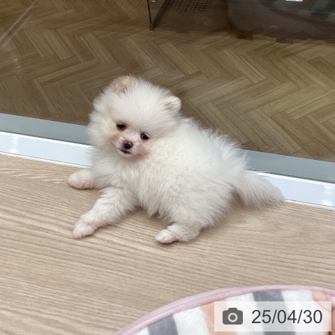 ポメラニアンの写真