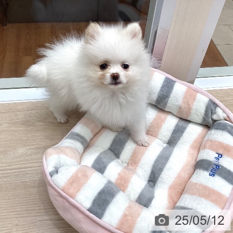 ポメラニアンの写真
