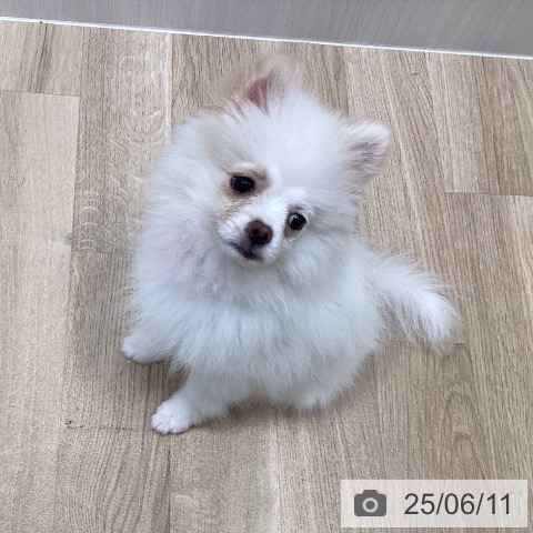 ポメラニアンの写真