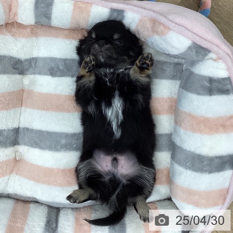 チワワの写真