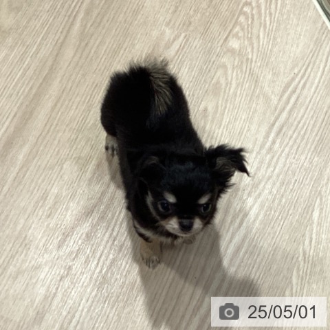 チワワの写真