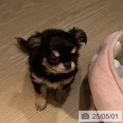 チワワの写真