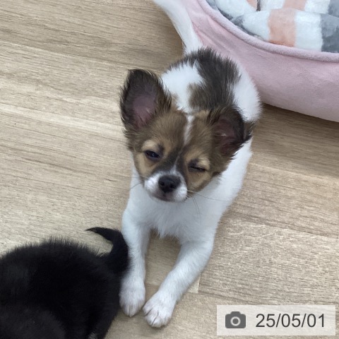 チワワの写真