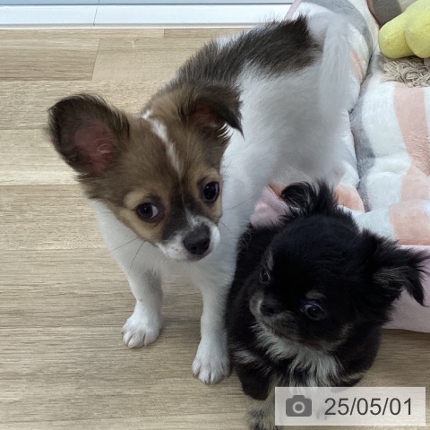 チワワの写真