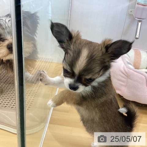 チワワの写真